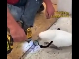 video from telegram