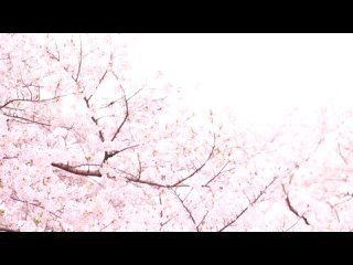 fns-085