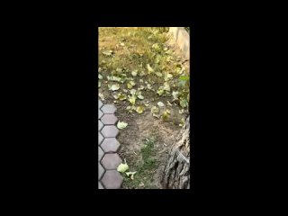 video by is overheard a great ustyug