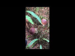 video by is overheard efremov
